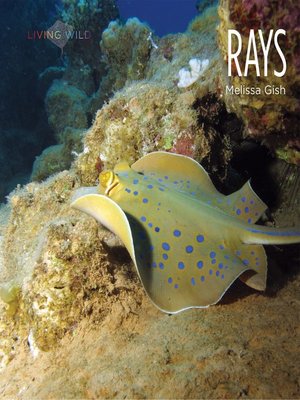cover image of Rays